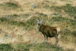 Red Deer